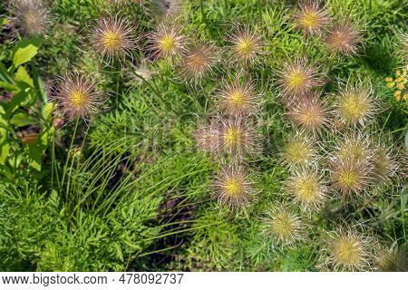 Closeup Of The Wiry Pulsatilla Vulgaris Silky Seed Heads