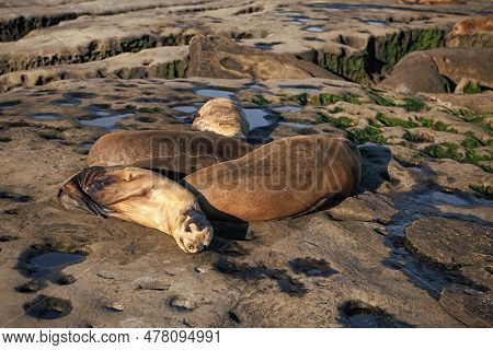 Sealion Relaxing In Wildlife At Sea Rock. Sealion In Wildlife At Ocean. California Sealion In Wildli