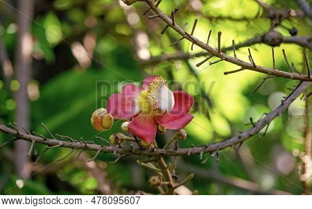 Cannonball Flower In Nature. Cannonball Flower Plant. Cannonball Flower Tropical Plant.
