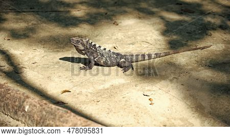 Grey Iguana Lizard Outdoor. Iguana Lizard Outside. Iguana Lizard In Nature.