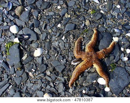 Tengeri csillag a strandon