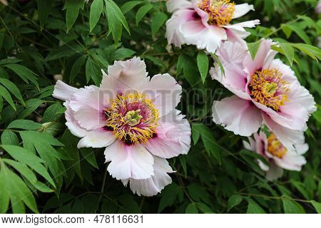 Blooming Bush Of White Paeonia Suffruticosa In The Botanical Garden Close Up. Tree Peony In Park. He