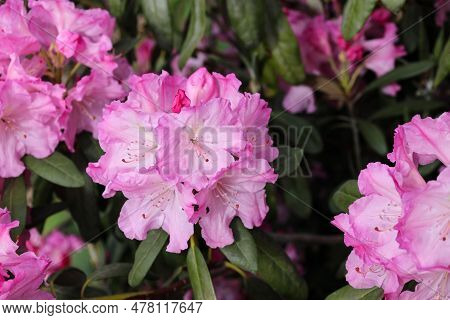 Close-up Of A Flowering Branch Of Pink Azalea In The Spring. Azalea Garden Close-up. Azalea (rhodode
