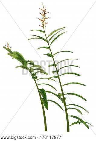 3D Rendering Heliconia Longiflora On White