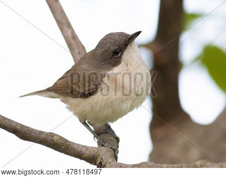 Lesser Whitethroat, Sylvia Curruca. A Bird Sits On A Tree Branch