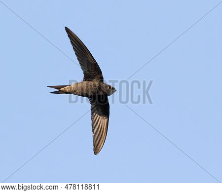 Common Swift, Apus Apus. A Bird Flies Against A Blue Sky