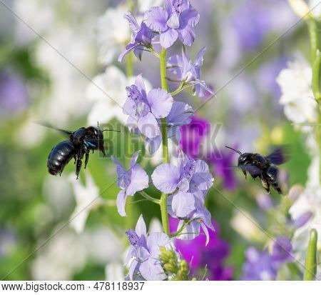 Xylocopa Valga, Carpenter Bee. Two Insects Fly Up To The Flowers