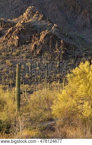 Evening Light Warms The Desert Scene With Saguaro Cacti And Palo Verde Shrubs, Gates Pass Area, Tucs