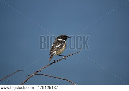 Beautiful Male European Stonechat (saxicola Torquata) Uk During Springtime