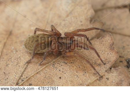 Detailed Closeup Of An Agroeca Spider On An Autumn Leaf