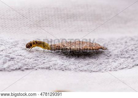 Moth Larva On Clothing, Feeding On Fabric, Macro Photo Of Urban Pest, Lack Of Hygiene, Humid Environ