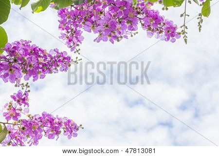 Cananga Flowers