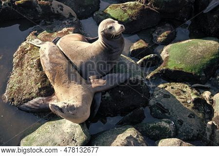 Sealion In Wildlife At Ocean Rocks. California Sealion In Wildlife Nature.