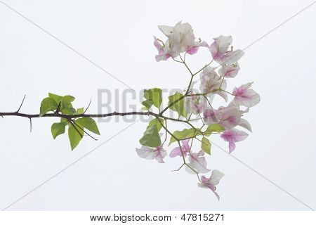 Bougainvillea Isolate