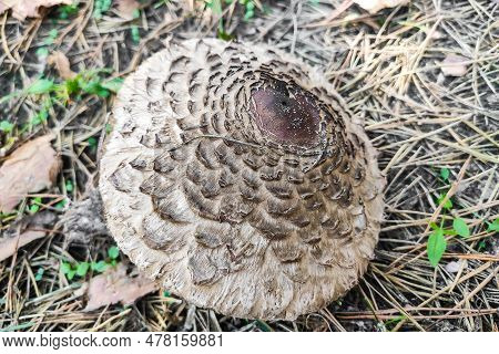 Poisonous Chlorophyllum Molybdites Close-up In Autumn Forest
