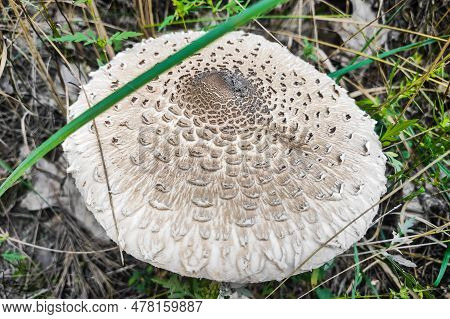 Mushroom Macrolepiota Procera Close-up In Autumn Forest