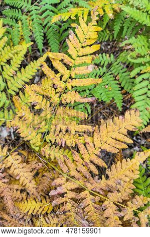 Phegopteris Connectilis Green And Yellow In The Forest Close-up.