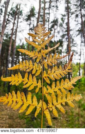 Phegopteris Connectilis Green And Yellow In The Forest Close-up.