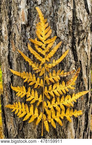 Phegopteris Connectilis Green And Yellow In The Forest Close-up.