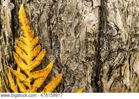 Phegopteris Connectilis Green And Yellow In The Forest Close-up.