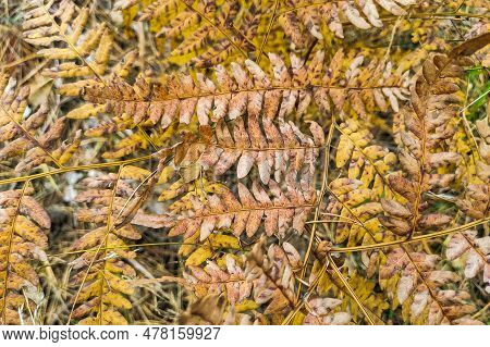 Phegopteris Connectilis Green And Yellow In The Forest Close-up.