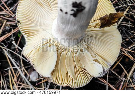 Mushroom Russula Lamellar Hymenophore In The Forest Close-up.