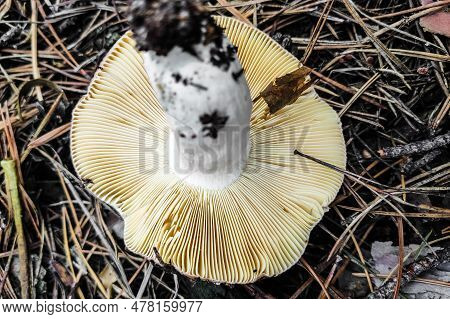 Mushroom Russula Lamellar Hymenophore In The Forest Close-up.