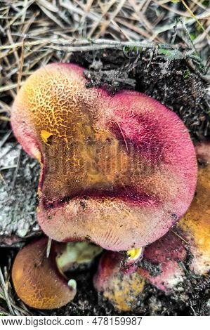 Mushroom Tricholomopsis Rutilans In The Forest Close-up.