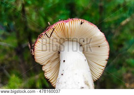 Mushroom Russula Lamellar Hymenophore In The Forest Close-up.