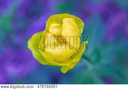 Yellow Trollius Europaeus - Closely Related To Ranunculus, In The Family Ranunculaceae. The Common N