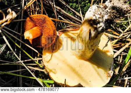 Mushroom Chalciporus Piperatus And Suillus Close-up Comparison.