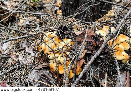 Mushroom Hypholoma Fasciculare In The Forest Close-up.