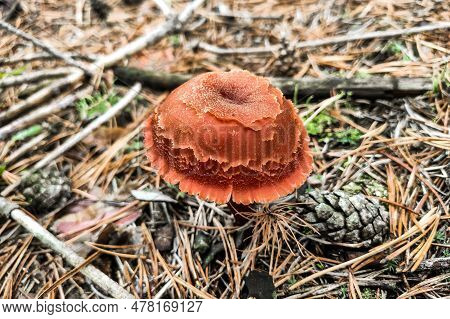 Mushroom With A Brown Cap Lactarius Close-up.