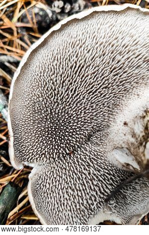 Sarcodon Imbricatus Mushroom Close-up In Autumn Forest