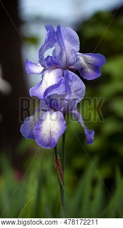 Irideae. Purple Iris Flowers Are Blooming In The Garden. Blue And Purple Flowers In The Garden. Flor