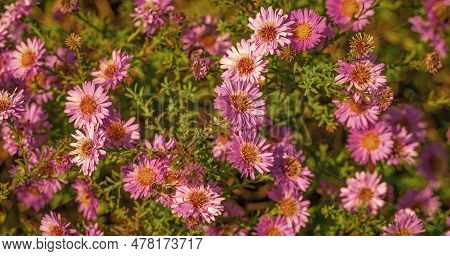 Daisy Calenduleae Flowers Floral Background. Flowering Nature Beauty