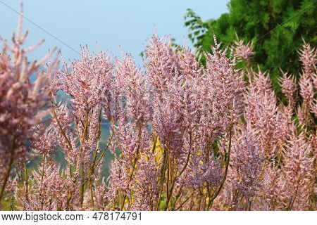 Flowers Of The Misty Plume Bush(ginger Bush,nutmeg Bush,gemmerbos,watersalie,iboza,ibozane) Blooming