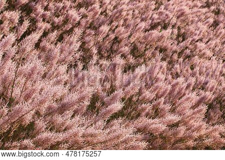 Flowers Of The Misty Plume Bush(ginger Bush,nutmeg Bush,gemmerbos,watersalie,iboza,ibozane) Blooming