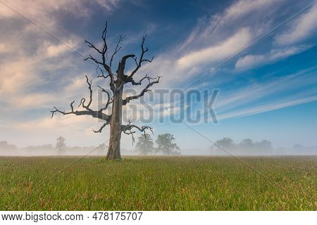 Old Trees In The Morning In Rogalin. Landscape Of Rogalin Park. Poland.