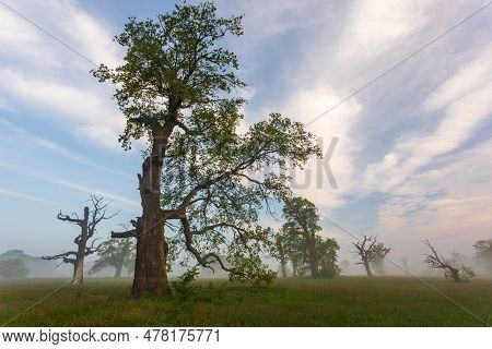 Old Trees In The Morning In Rogalin. Landscape Of Rogalin Park. Poland.