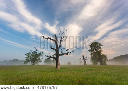 Old Trees In The Morning In Rogalin. Landscape Of Rogalin Park. Poland.