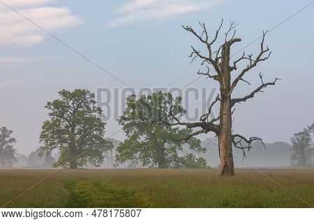 Old Trees In The Morning In Rogalin. Landscape Of Rogalin Park. Poland.