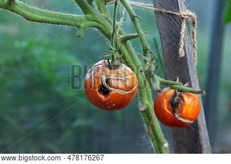 Tomato On Branch Affected By Late Blight Or Phytophthora. Selective Focus. Diseases Of Nightshade Pl