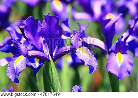 Blooming Iris Or Flag Or Gladdon Or Fleur-de-lis Flowers,close-up Of Colorful Iris Flowers Blooming 