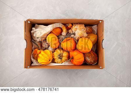 Rotten Spoiled Pumpkins In Carton Box. Top View. Ugly Moldy Vegetables. Concept - Improper Food Stor