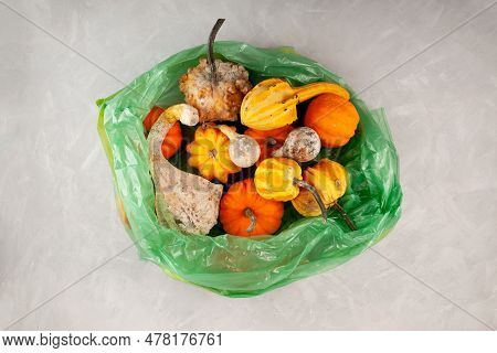 Rotten Spoiled Pumpkins In Green Plastic Garbage Bag. Ugly Moldy Vegetables. Concept - Improper Food