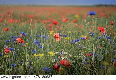 Red Poppy And Blue Centaurea Flowers Blooming In The Field.