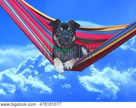 Mongrel Lying On Multi-colored Hammock On Blue Sky Background. Dog During Rest. Dog Resting On Blank