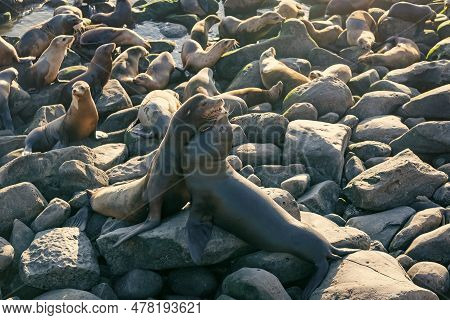 Sealion In Wildlife At Shore. California Sealion In Wildlife Nature. Photo Of Sealion In Wildlife
