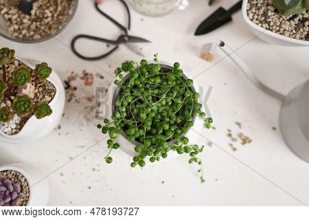 Potted Senecio Rowley House Plant In White Ceramic Pot On A Table Indoors